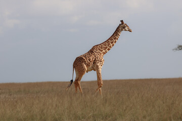 giraffe in the wild