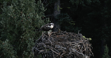 Osprey high in its nest