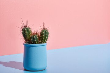 creative shot. art cactus on a two-tone bright pink-blue background in the sun with childish...