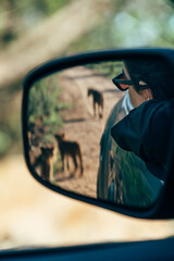 Pride of Lions walking along the road shown in the reflection of the mirror 
 on safari in Kruger...