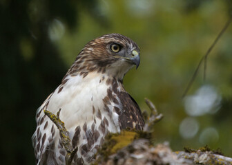 portrait of an immature Red-tailed Hawk