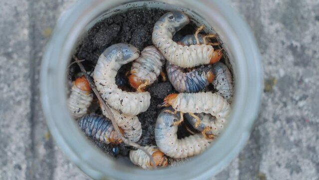 May-beetle larvas in the jar