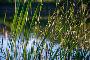 Obraz premium Beautiful nature background of green and brown reeds / grasses flowing in the wind