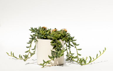 Indoor plant in a flower pot, isolated on a white background. Curio radicans, or string of bananas, or fishhook senecio.
