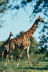 Naklejka na ściany i meble Giraffe in Kruger National Park, South Africa