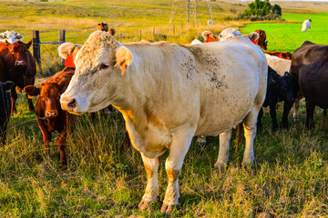 Beef cattle roam and graze in green pasture on farmland in south central North Dakota