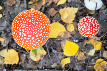 mushroom fly agaric in the autumn forest