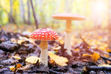mushroom fly agaric in the autumn forest