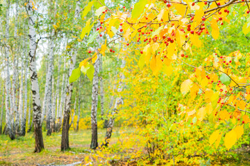 autumn forest, beautiful autumn landscape with red berries on tree branches