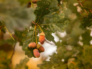 Ruhige und sinnliche Aufnahme von Eicheln an einem kleinen Ast der Stieleiche (Quercus robur).