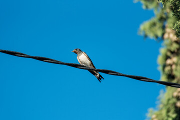 Swallow standing on an electric cable near the facade of a house, in an extremely hot summer due to excessive fumigation from airplanes