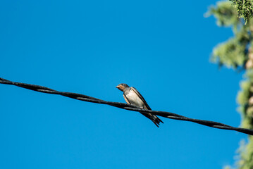 Swallow standing on an electric cable near the facade of a house, in an extremely hot summer due to excessive fumigation from airplanes