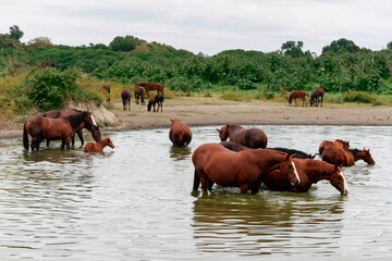 Free range horses drink in open grassland, Tanna Island, Vanuatu