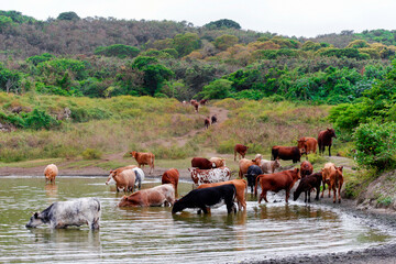 Free range cows drink in open grassland, Tanna Island, Vanuatu
