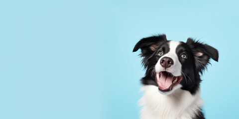 Closeup portrait of a border collie dog on a completely light blue background with space for text