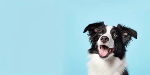  Closeup portrait of a border collie dog on a completely light blue background with space for text © Flowal93