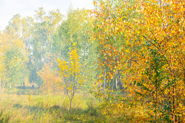 autumn forest, beautiful autumn landscape with yellow leaves on tree branches