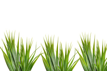 Obraz premium Hojas verdes sobre un fondo blanco liso y aislado. Vista de frente y de cerca. Copy space