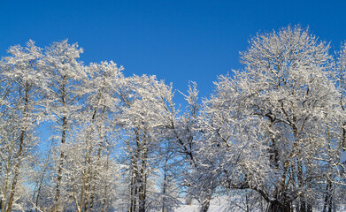 Snow-covered trees. Clear frosty clear sky. The branches of the tree during the winter covered with hoarfrost against the blue sky