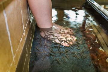 Fish therapy: close-up of many Garra Rufa (Doctor Fish) eating dead skin from the feet of a young Korean woman