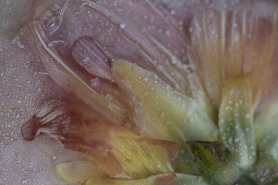 closeup of frozen colored dahlia flower in ice