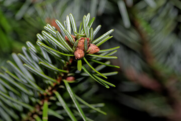 Green branch of a fir tree against black background - 649896730