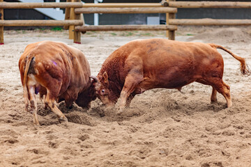 Traditional Korean bullfighting, called Sossaum in Korean, bulls head to head, exhausted and injured