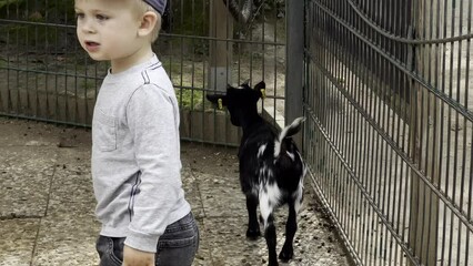Cute little boy petting a goat in the contact zoo