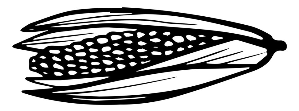 ear of corn. Monochrome Fresh organic vegetable for farm market, product pakage and shop design. Vector outline doodle illustration isolated on white background.