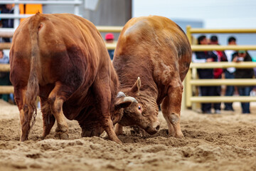 Traditional Korean bullfighting, called Sossaum in Korean, bulls head to head, exhausted and injured