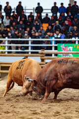 HUIRYONG, SOUTH KOREA: traditional Korean bullfight in circular arena