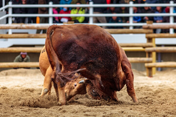 Traditional Korean bullfighting, called Sossaum in Korean, bulls head to head, exhausted and injured