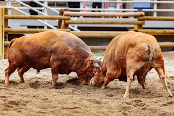 Traditional Korean bullfighting, called Sossaum in Korean, bulls head to head, exhausted and injured