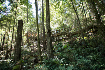 Beautiful view of Capilano Suspension Bridge Park in Vancouver, Canada