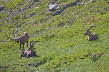 Three ibex in a grassy slope of french alps