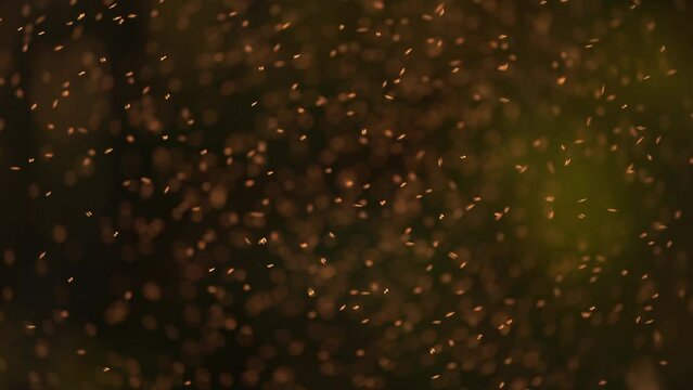 Swarming mosquitoes in the evening light