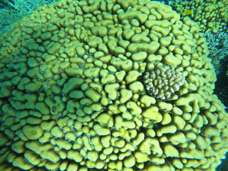 Corals, close up