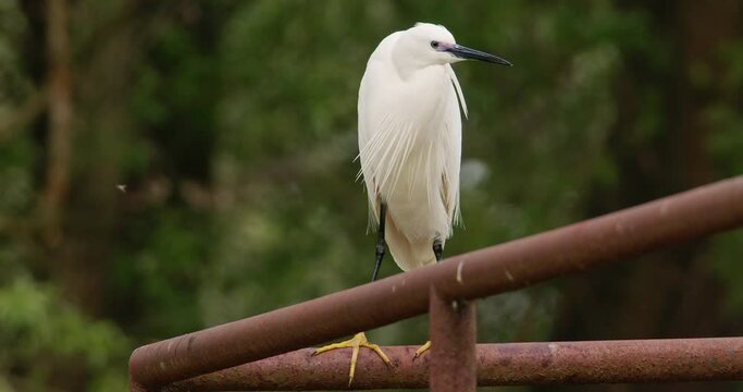 A white heron is standing on a metal pipe