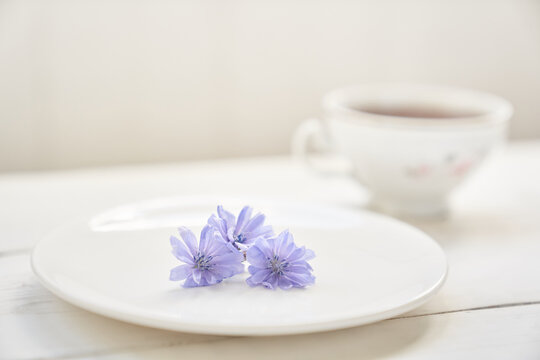 Cichorium flowers in a saucer, on a light background. Flowers of ordinary chicory or cichorium dioecious. With space to copy. High quality photo