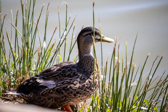 Patito Bilder – Durchsuchen 1,798 Archivfotos, Vektorgrafiken und ...