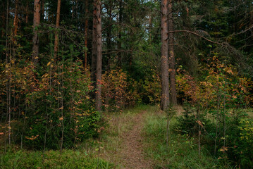 Fototapeta premium Landscape. Autumn forest in the evening after sunset