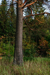 Landscape. Autumn forest at sunset