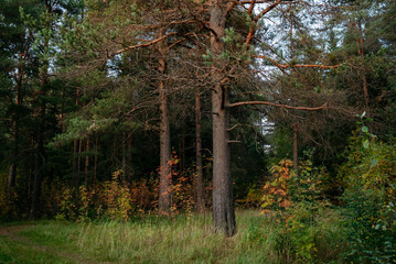Landscape. Autumn forest at sunset © Grigoriy