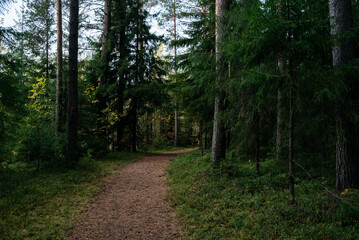 Landscape. Northern forest after sunset on an autumn evening.