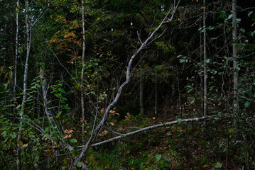 Landscape. Trees in close-up at the place of the windfall.