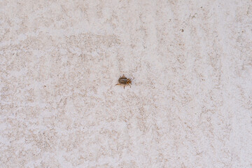 Potato leaf beetle on the wall