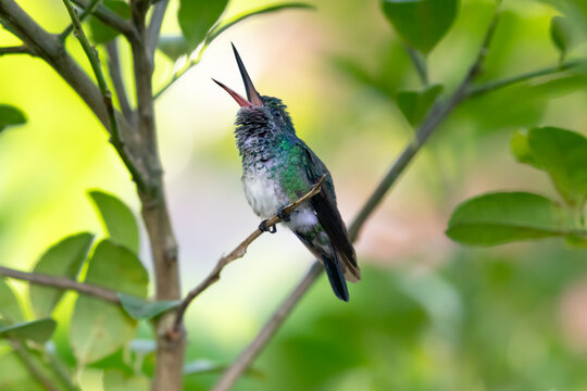 Pretty Blue-chinned Sapphire hummingbird perched in a citrus tree chirping