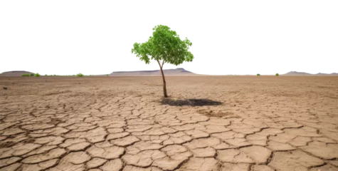 Tuinposter tree in the desert. overcoming adversities concept. transparent PNG. green tree. © ana