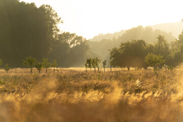 Misty sunset in the fields