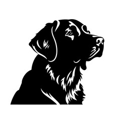 Seitliches Porträt eines Labrador in schwarz-weiß	